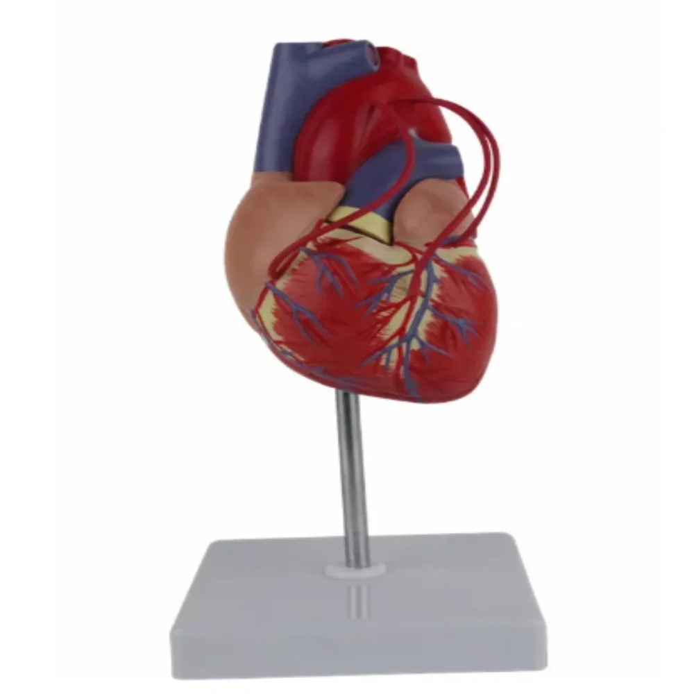 Sciedu custom Human Anatomy Heart Model Coronary Artery Bypass Surgery training Heart anatomy model