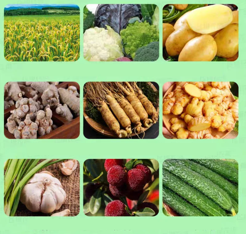 Bacillus subtilis powder for plant Cucumber powdery mildew