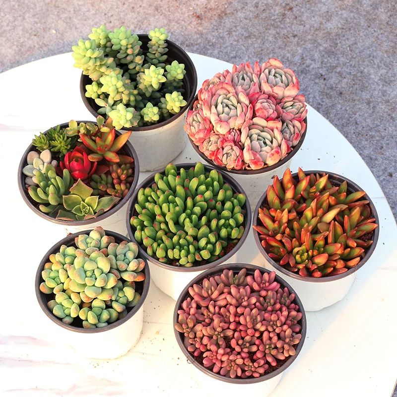 
9-10cm Hot sale colour big Succulent plants Best selling mixed echeveria colorful succulent woody plants from Chinese own farm 
