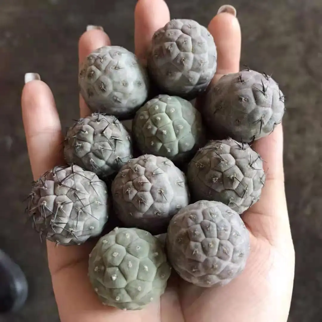 
Wholesale dragon eggs and cactus, beautiful natural plants 
