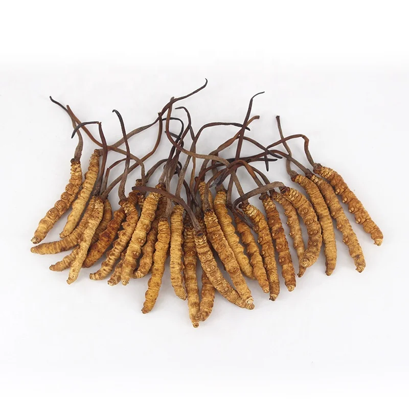 Health Food dried artificial cordyceps sinensis high quality cordyceps militaris mycelia Chinese caterpillar fungus