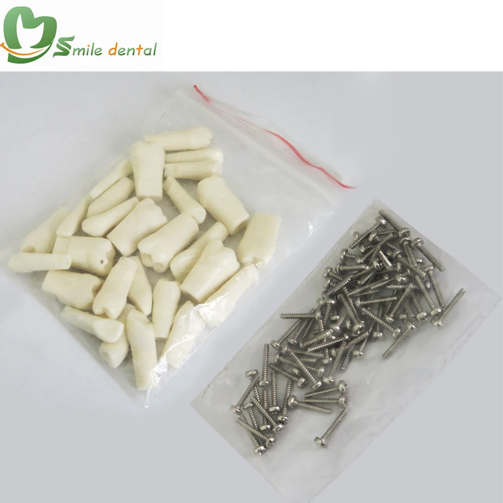 Typodont teeth simple root permanent teeth