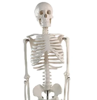 ADA-A105II 85 cm Basic Human Skeleton Model 85cmAdult human medical skeleton 85cm skeleton of a man