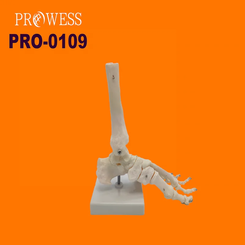 PRO-0109 Life-size Human Foot Joint skeleton Model Medical Anatomical for Medical Teaching