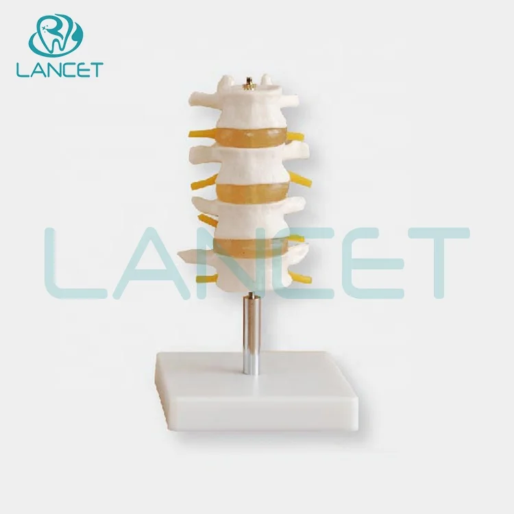 Joint model Medical education Life-Size lumbar vertebral set model human anatomical lumbar retractor set