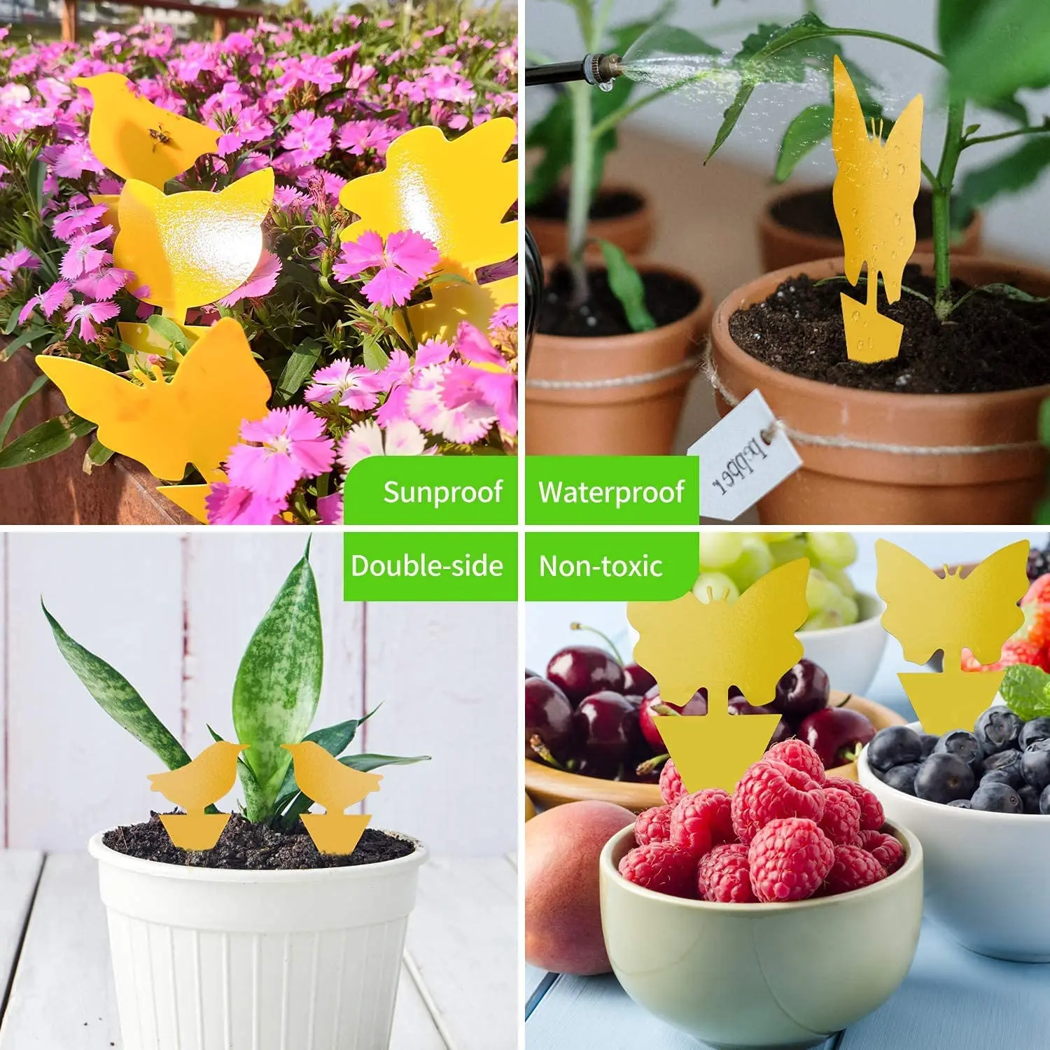 High-quality Sticky Traps Indoor - Insect Killer for Fungus Gnat, Fruit Fly and Other Insects, Protect The Plant