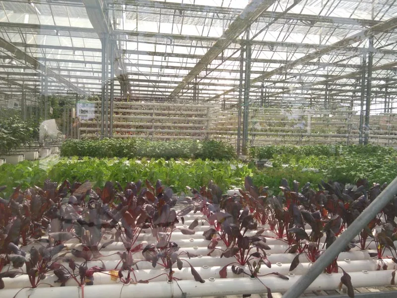 Commercial Greenhouse Venlo Glass Greenhouse Tomato Hydroponic Systems Greenhouse Turnkey Project