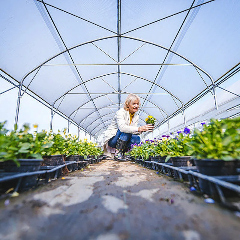 Greenhouse Construction Plastic Film Greenhouse Galvanized Steel Frame Greenhouse For Agriculture
