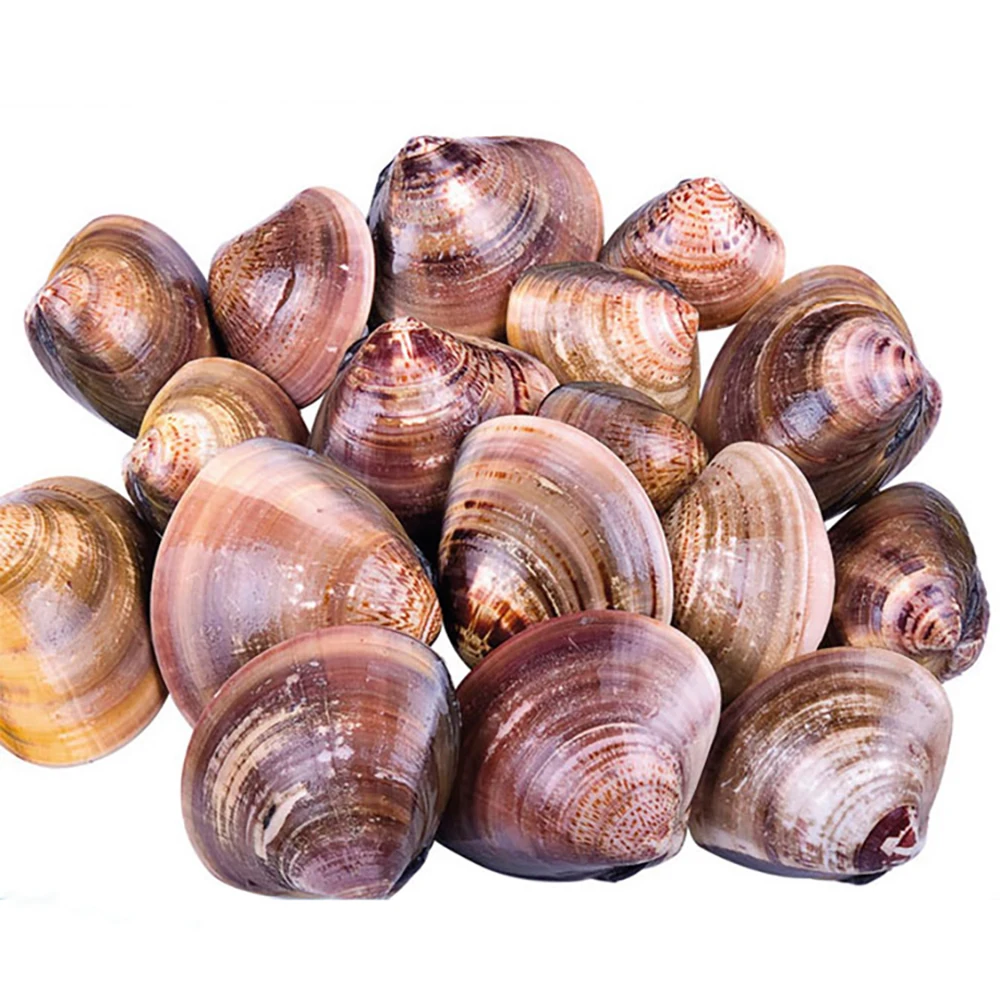 Various kinds types Shell Seafood salted clams frozen conserves seafood baby clam