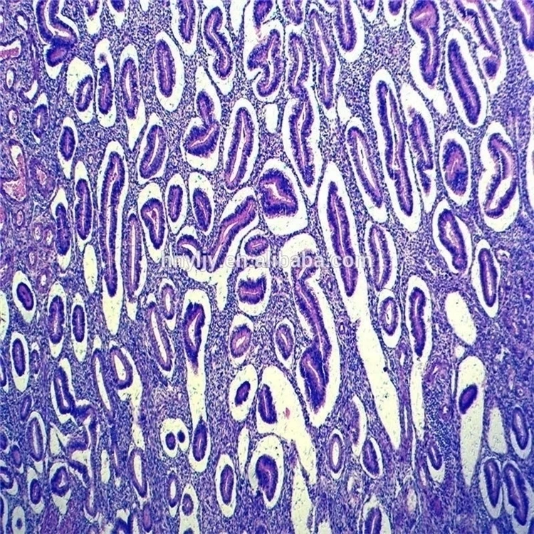 Factory Microscope Prepared Teaching Slides Professional Led Binocular Biological Lab Using Microscope Prepared Teaching Slides