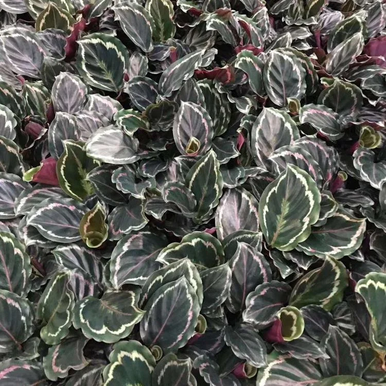 Завод рассады культура тканей растений рассады Радуга маранты