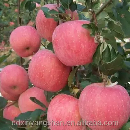 NEW   FUJI APPLES   APPLE  WHOLESALE  PRICE