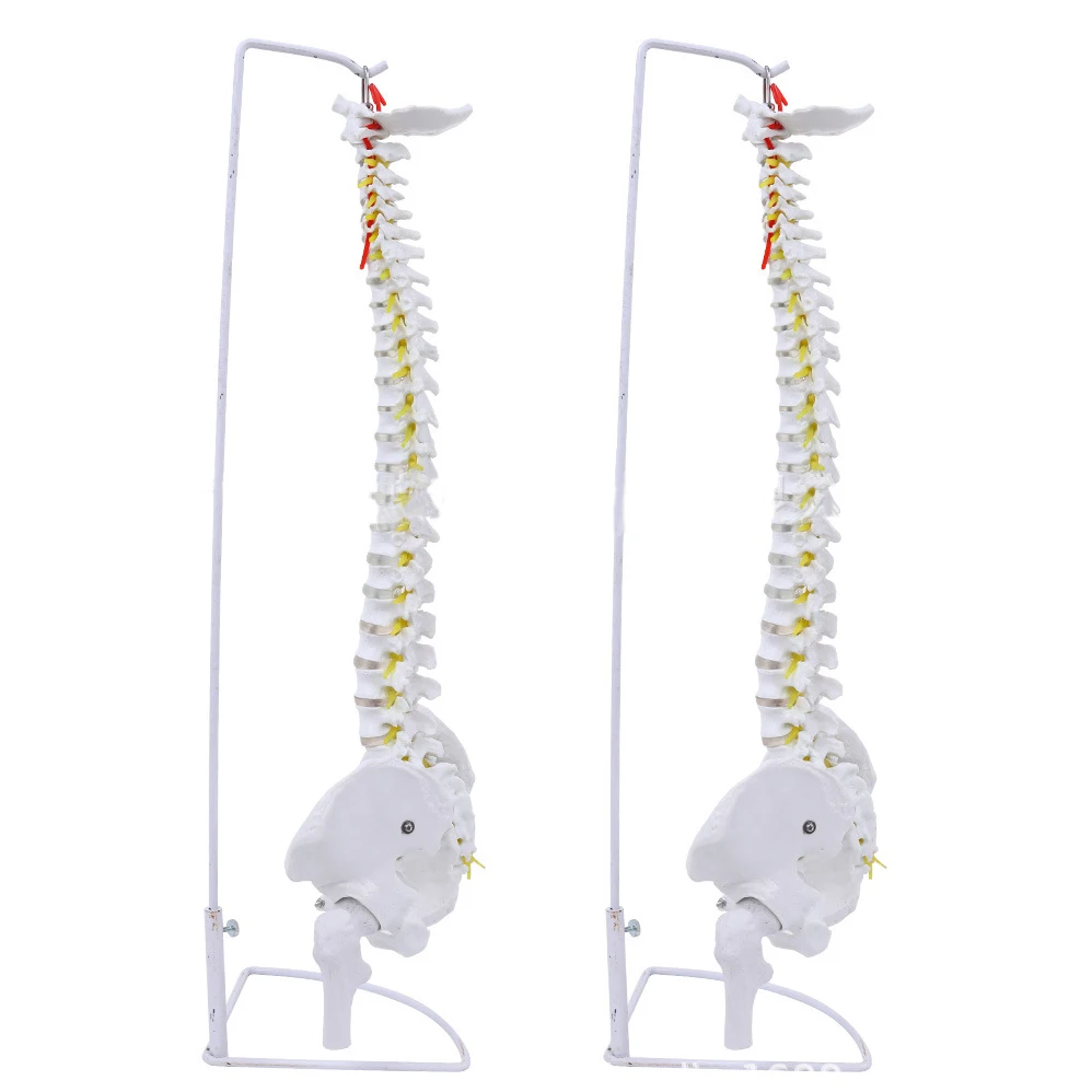 45 cm Vertebrate Model with neuro,human spine model,teaching model