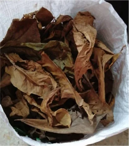 Wholesale Bulk Aquarium Tank Natural Remedy Betta Indian Almond Leaves Ketapang Neutralised Water Tropical Fish