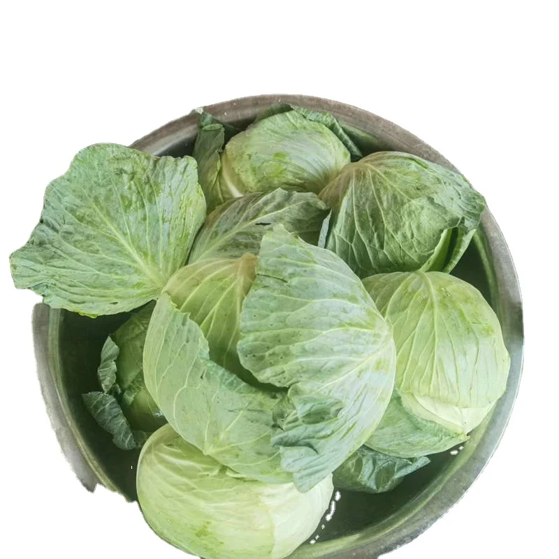 Cheapest factory price Fresh cabbage professional export for 10 years