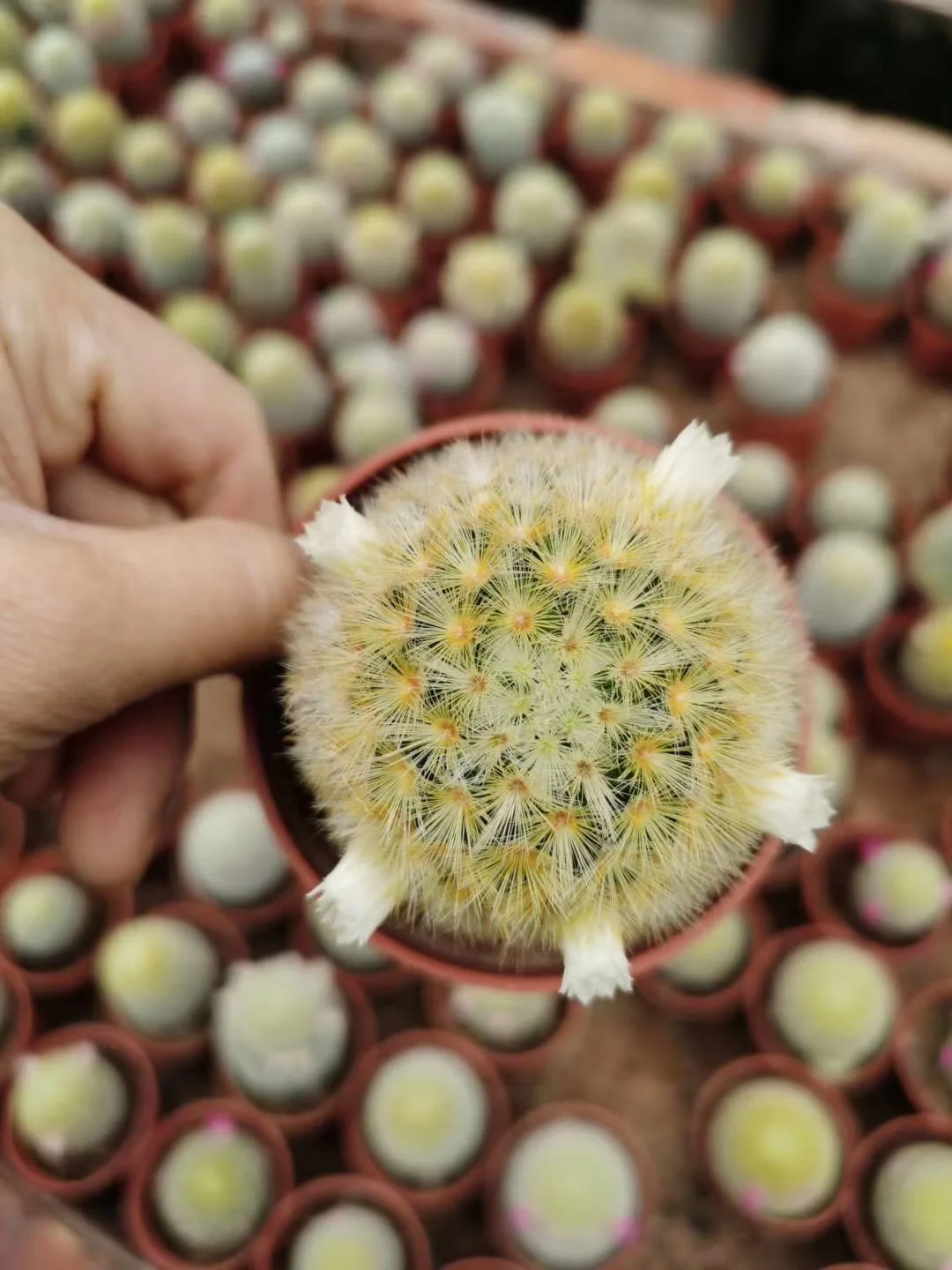 Mammillaria carmenae Buddha  Cactus wholesale Mini Cacti Live Cactus Succulent Plants indoor plant