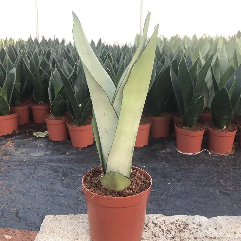 Wholesale Sansevieria Trifasciata Snake Plant