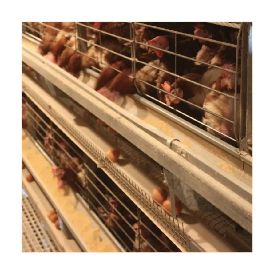 Автоматический 4-слойный аккумулятор куриная клетка для птицы куриный слой сельскохозяйственное оборудование продажи