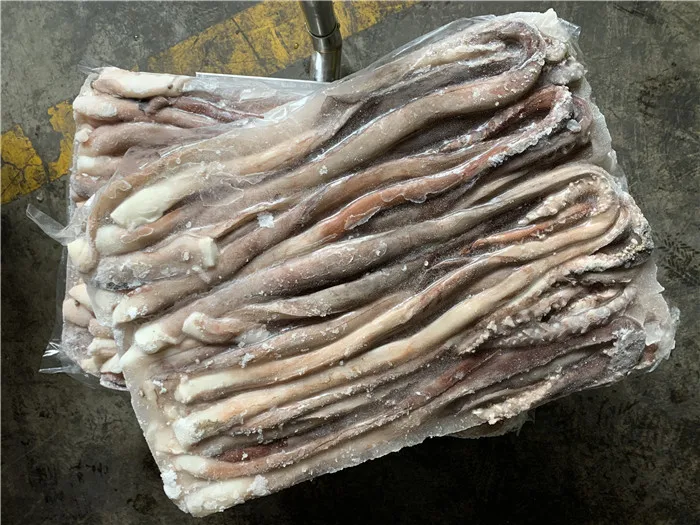 New landing Sexual tentacle of indian squid