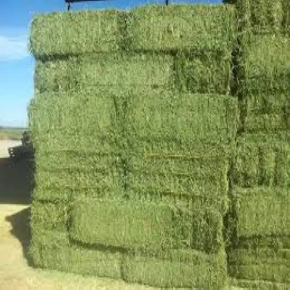 Top Quality Rhodes Grass hay bales From Pakistan