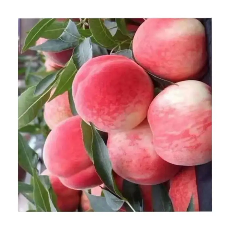 Direct high quality wholesale fruit Beijing no.7 sweet fresh peaches