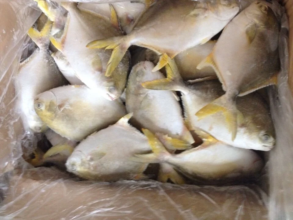 
Good Sale Seafood Fish Frozen Golden Pomfret 