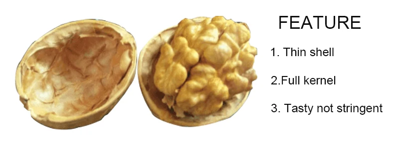 New Crop Fresh Peeled walnut kernels xin 2 thin walnut kernels from Xinjiang Organic walnut kernels