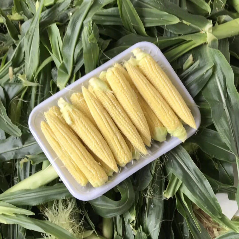 Таиланд, высокое качество, свежая кукуруза для младенцев, молодая кукуруза, натуральная Кукуруза для младенцев, хороший выбор, Лидер продаж, экспортный стандарт из Таиланда