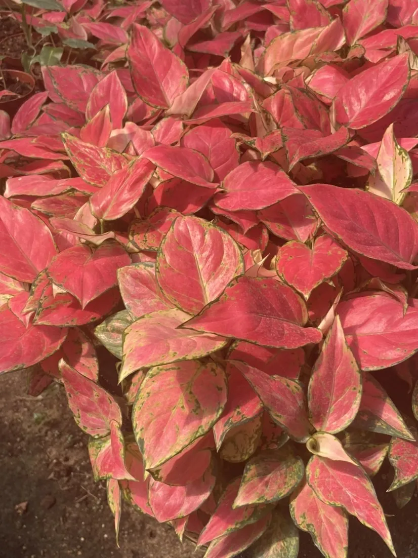 Aglonema suksom jaipong - pohon bunga