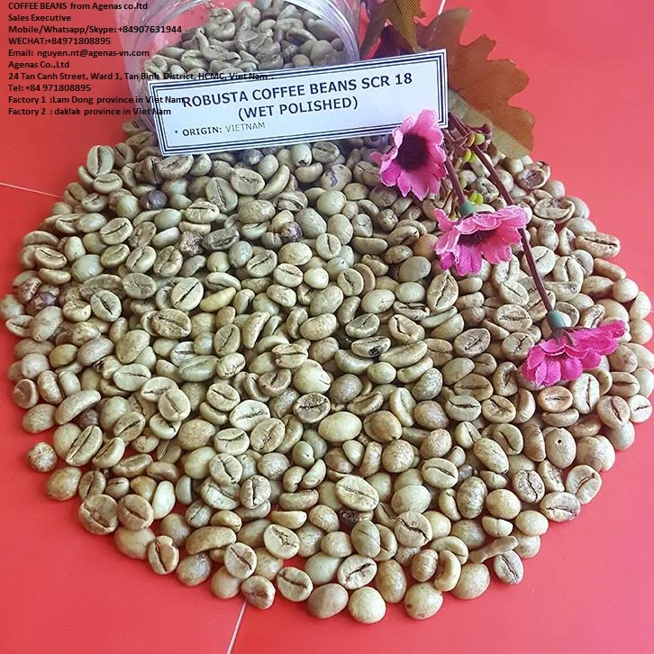 Robusta green coffee bean for sales Vietnam origin