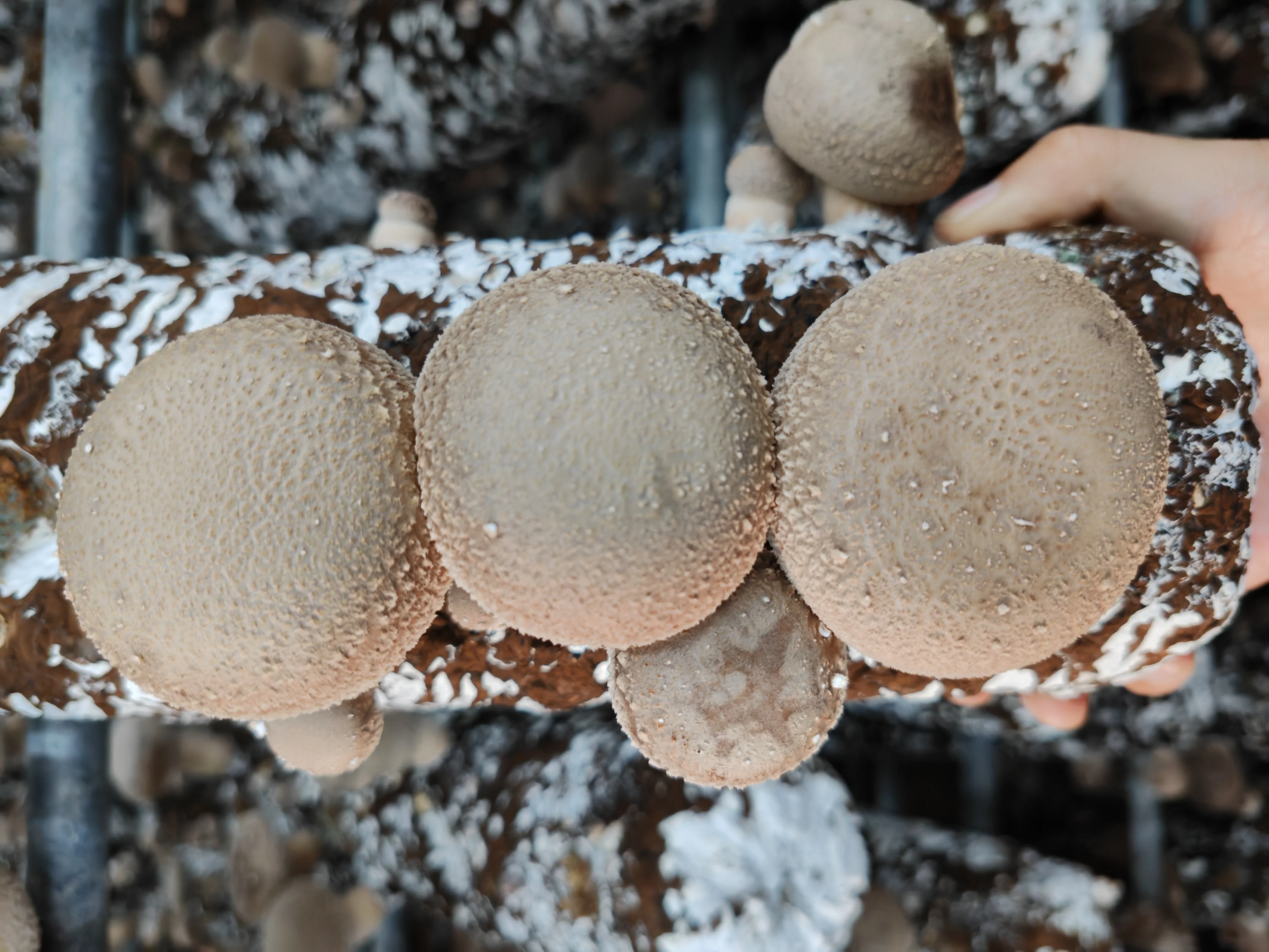 Shiitake Mushroom Spawn Mushroom Cultication Logs Fungi Substrate Champignons