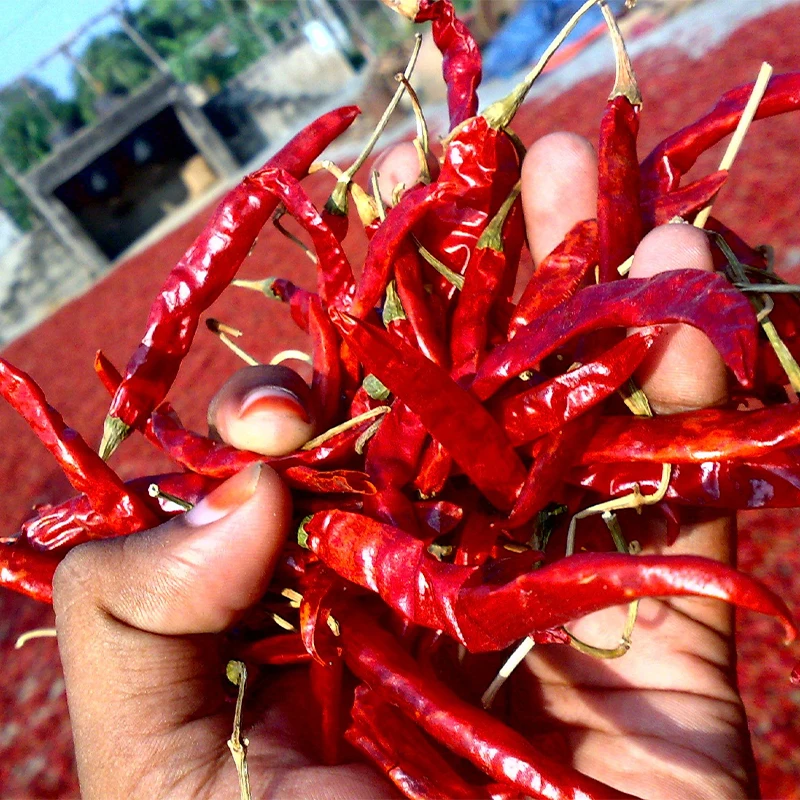 Wholesale Dried Herb Granule Chili Natural AD Raw Hot Spicy Chili Sauce Sichuan Red Pepper Seeds Fd Chili Devil Pepper