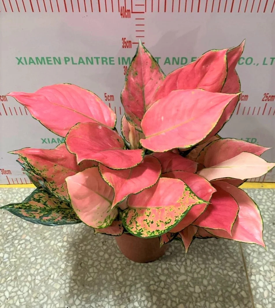 wholesale Aglaonema Auspicious red ornamental plant