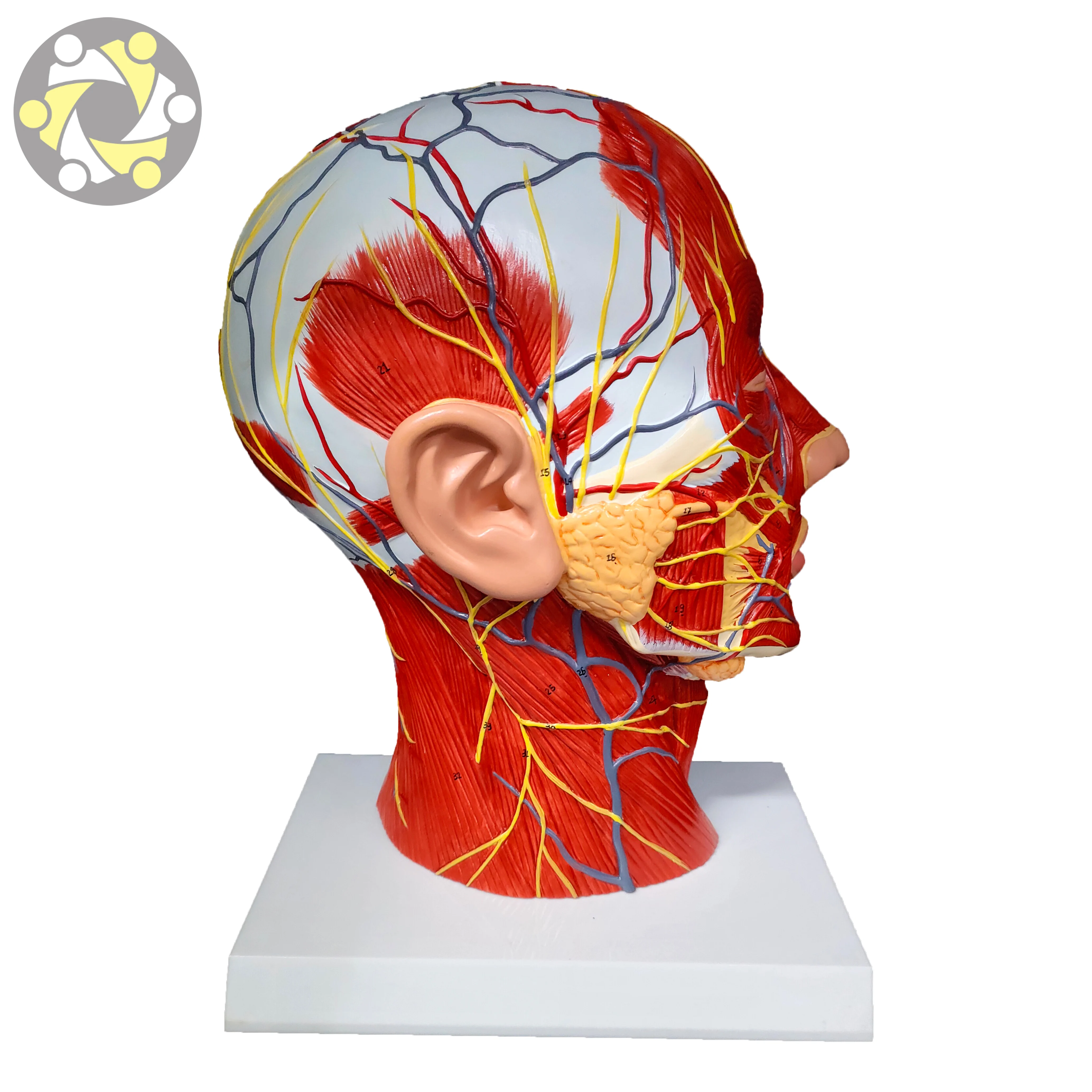 Educational Lab Medical Science Teaching  Anatomical Model Of Head And Face With Blood Vessels