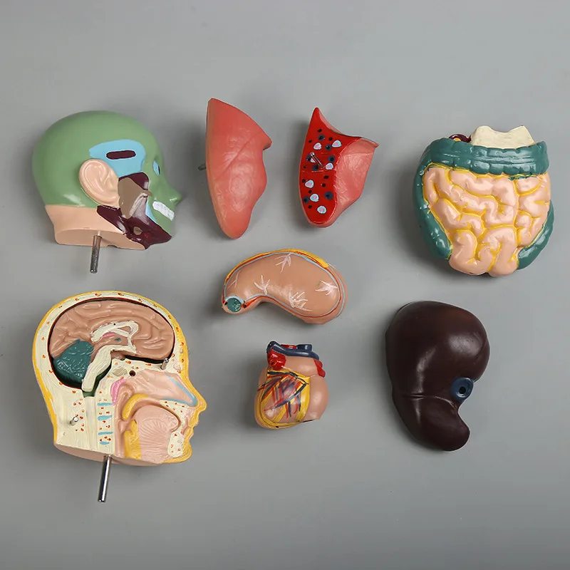 Teaching aid equipment medical teaching organs skeleton medical body anatomy human model torso