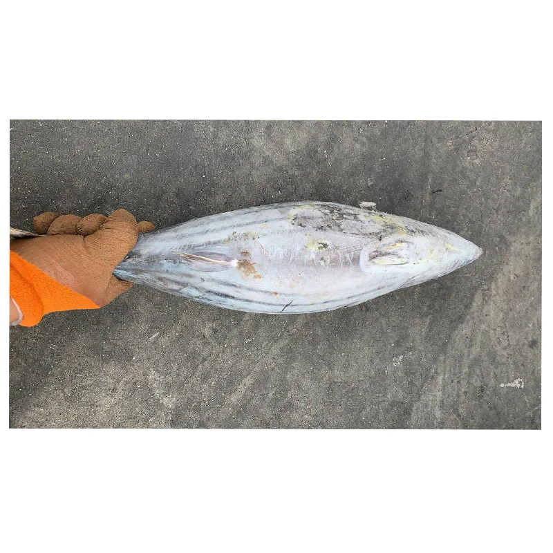 Hot sale WR Chinese frozen canned skipjack tuna import export