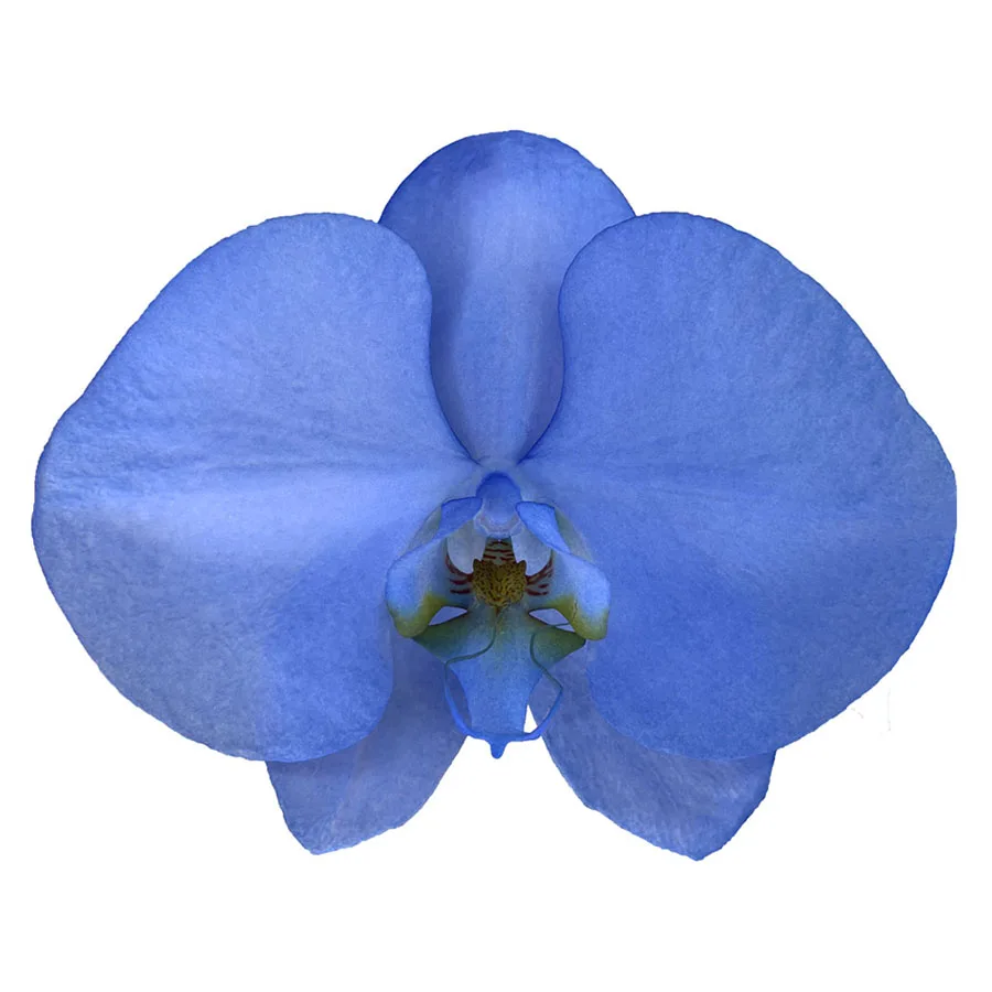 Manufacturer Custom Wholesale Taiwan Orchids  Fresh Cut Flowers Penguin Blue Phalaenopsis
