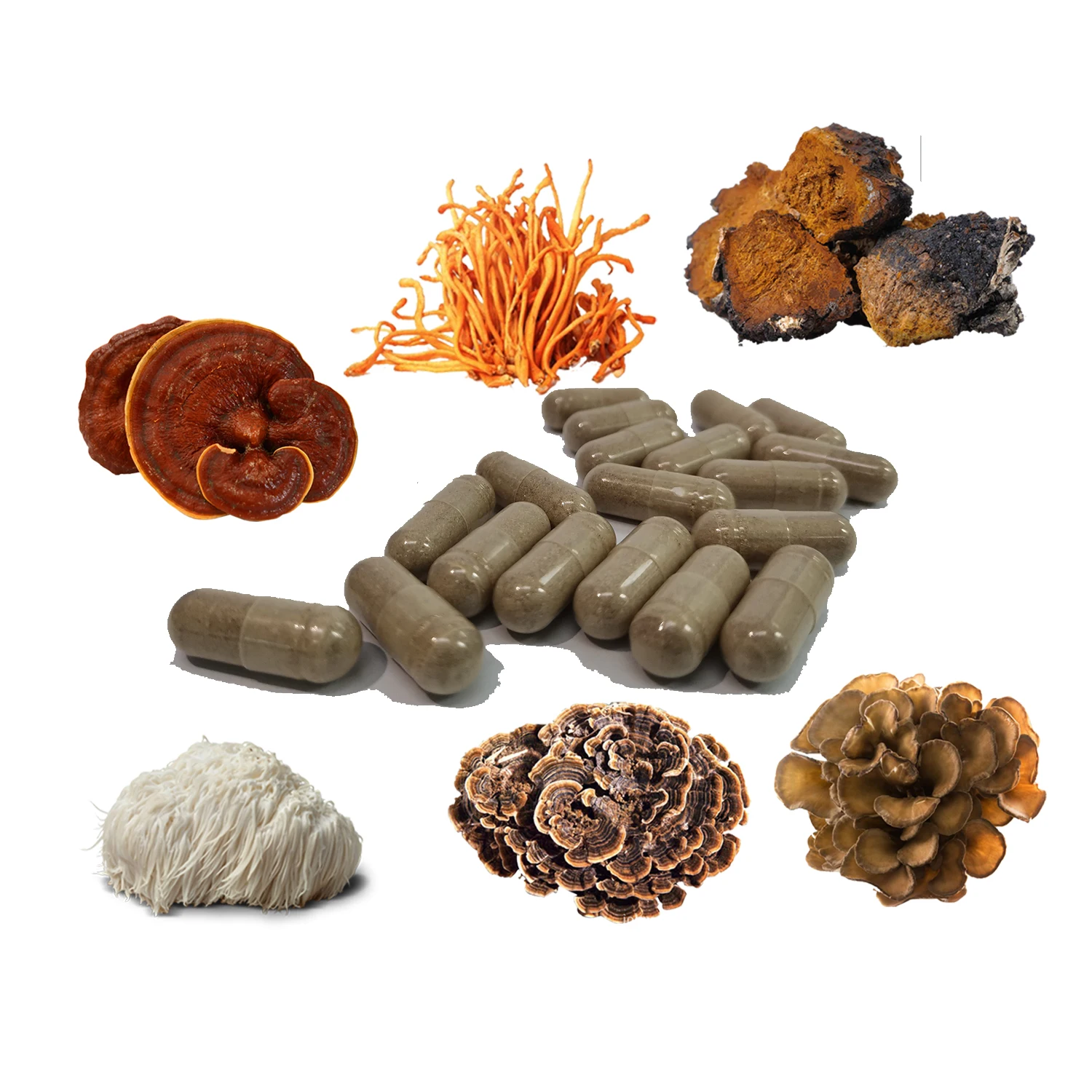 Порошок из смеси грибов OEM 10 с хвостом индейки Reishi Lions Cordyceps Chaga Maitake Tremella для увеличения Вашего дохода
