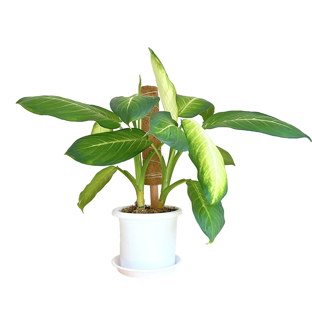 Garden planted natural coconut fiber climbing plant companion coconut fiber plant grows up to 17 inches coir stick