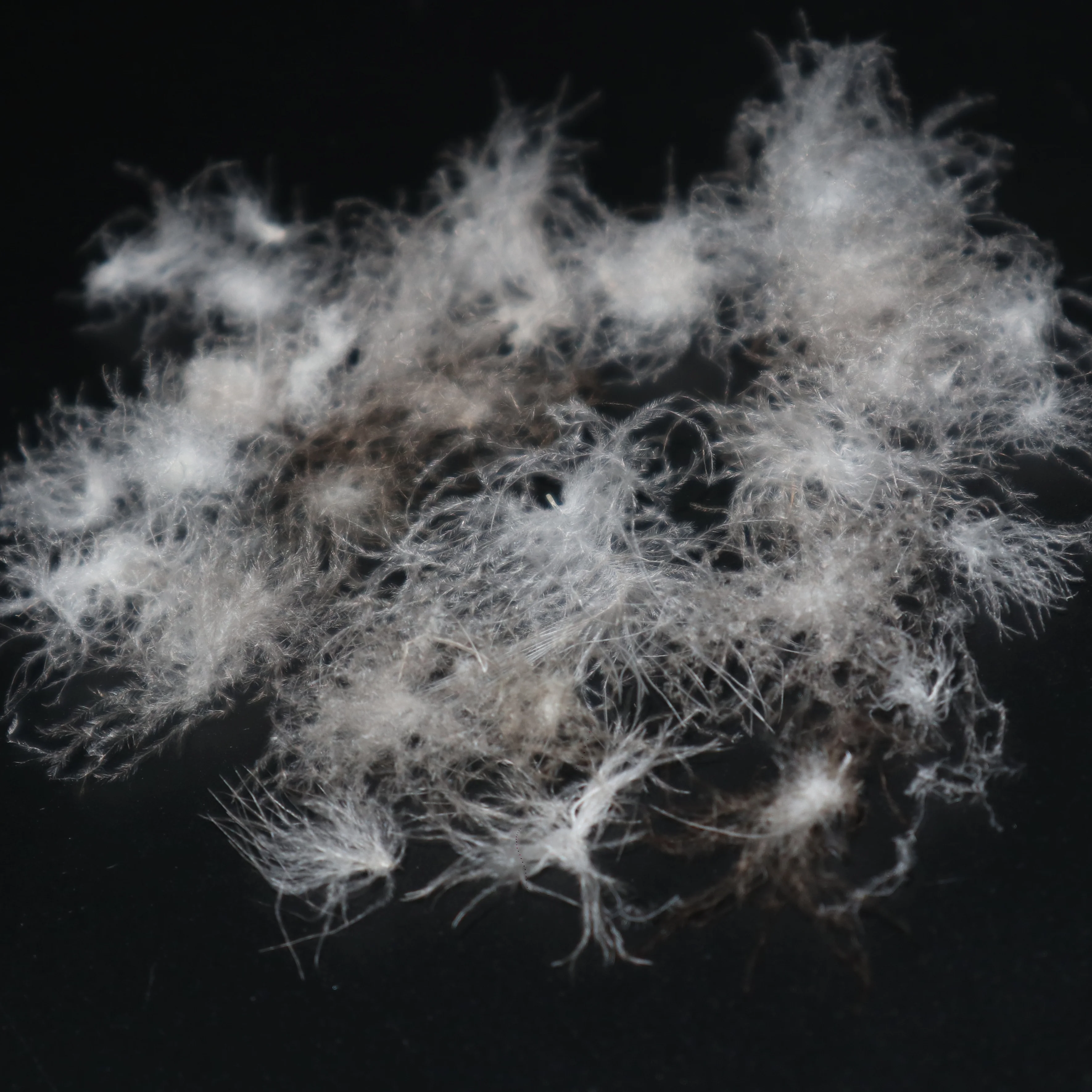 
Wholesale 93% Washed Grey Lining Goose Down Material 