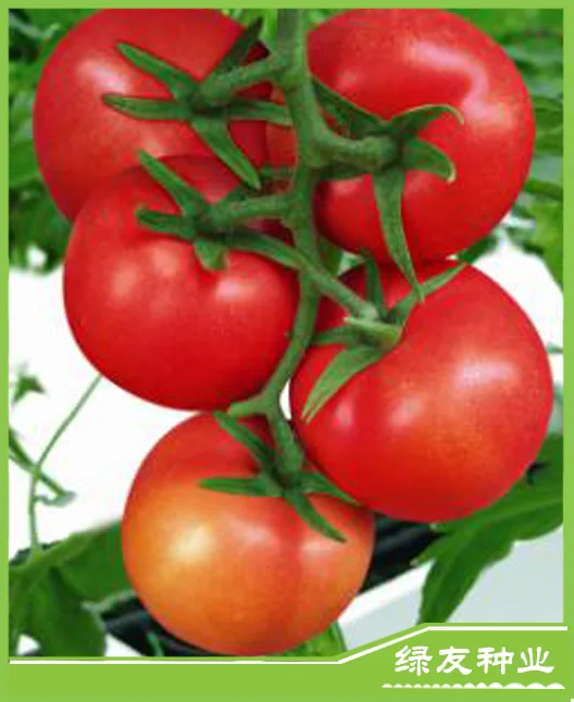 T09 Jida stronger TYLCV resistant ability hybrid tomato seeds for sale