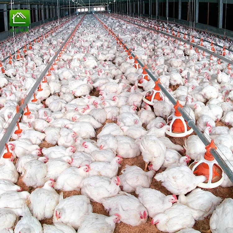Сборная птицеферма с экологическим контролем стальная конструкция птицефабрика и многоярусный курятник Бройлер навес