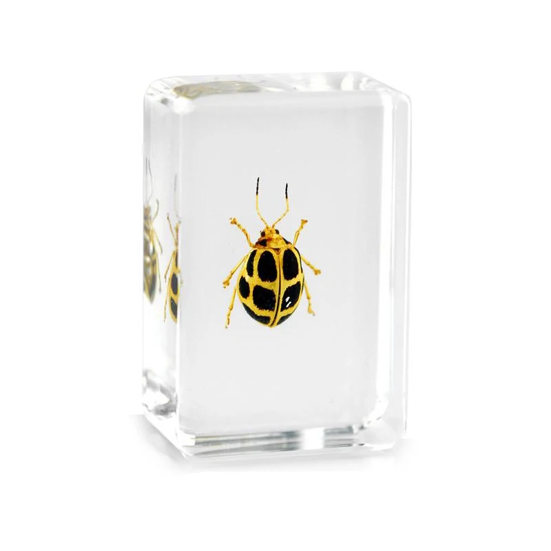 Eco-Friendly Long Arm Scarab Beetle Resin Crafts Real Epoxy Animal Specimen For Gits