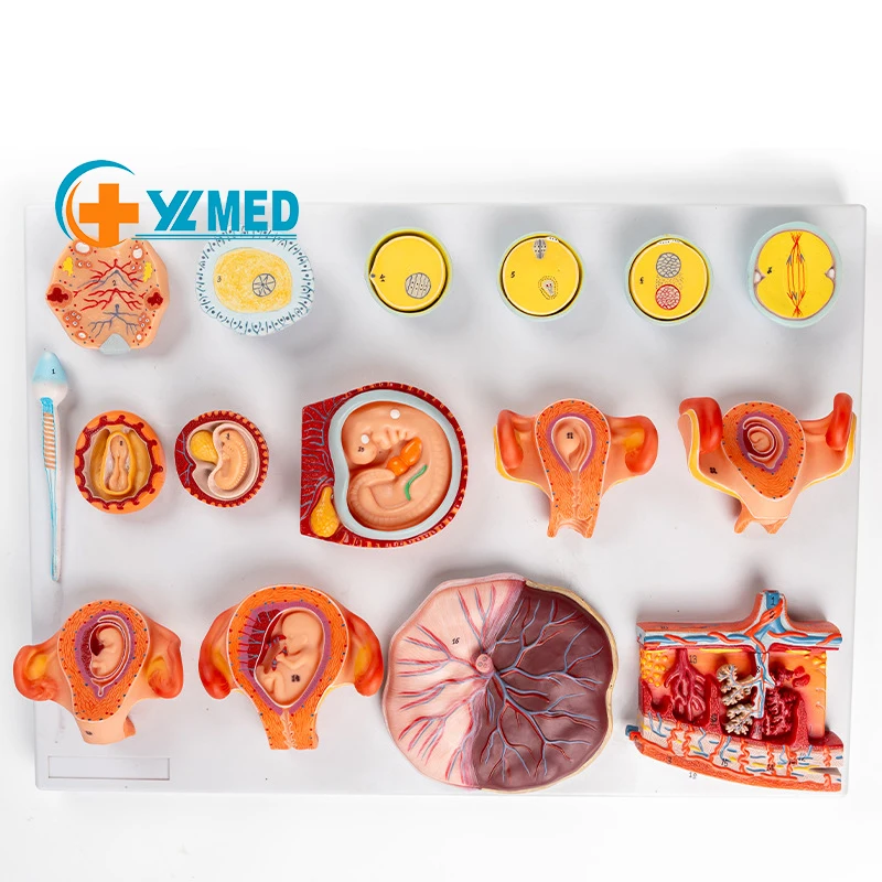 Medical science Model of human fertilization and early embryo development process Gynecological family planning display specimen