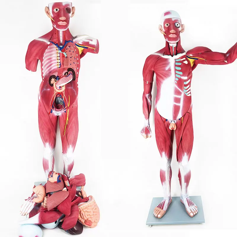170cm Life Size Human Body Muscle Anatomical Model With Internal Organs