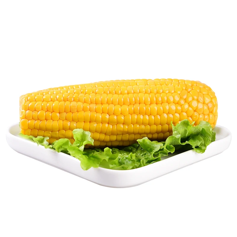 Sweet corn on the cob vacuum packaged