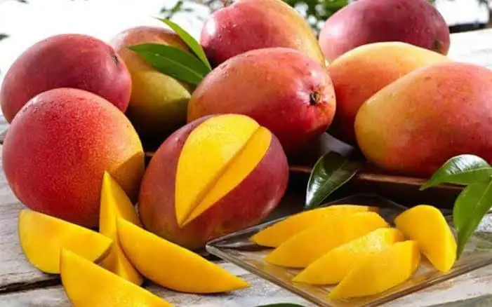 
High Quality Fresh Fruit Tommy Atkins Mango 