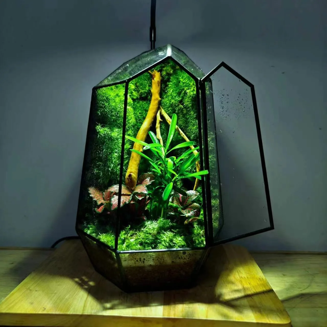 Wholesale Gift Box Artificial Plants Preserved Moss Placed in a Glass Cover