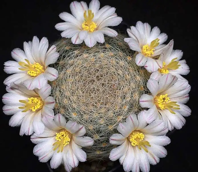 Оптовая продажа, 3 см, привитые суккулентные растения, домашний декор для детской комнаты, миникактус Mammillaria lanta