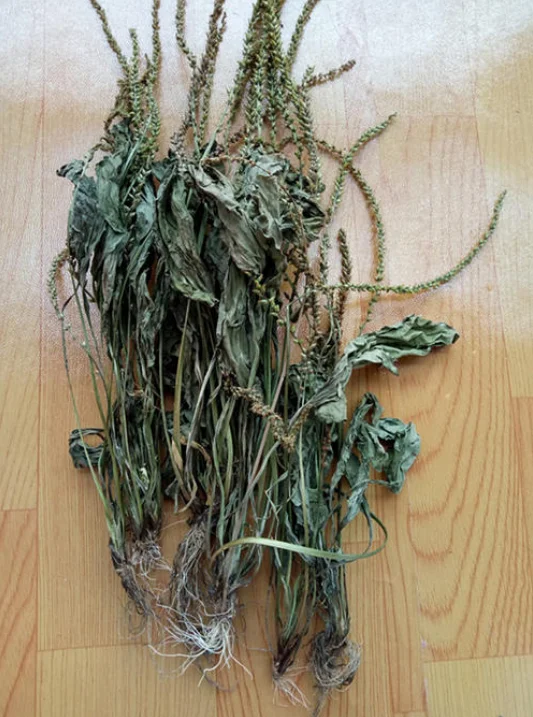 Banana, pineapple, sarcandra glabra drying machine herbs dryer